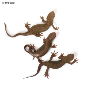 (両生類)アカハライモリ ハイカラー WC個体...の詳細画像1