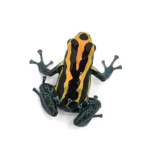 (両生類)アマゾニカヤドクガエル ゴールデン ...の詳細画像1
