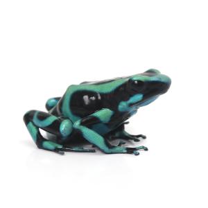 (両生類)マダラヤドクガエル コスタリカ グリー...の商品画像