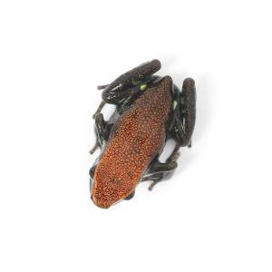 (両生類)バイリンギスヤドクガエル CB個体(...の詳細画像1