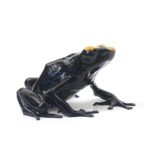 （両生類）アイゾメヤドクガエル　トゥルー　シパリウィニ“ｔｒｕｅ　ｓｉｐａｌｉｗｉｎｉ”（１匹）　北海道・九州航空便要保温