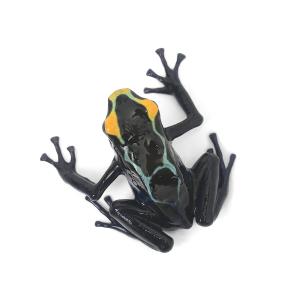 (両生類)アイゾメヤドクガエル トゥルー シパ...の詳細画像1