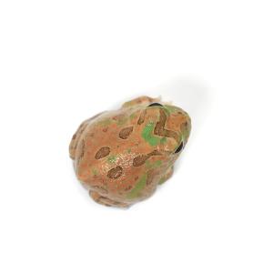(両生類)一点物 チャコガエル ボリビア産CB...の詳細画像1