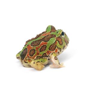 (両生類)(B品)チャコルツノガエル(チャコガ...の詳細画像1