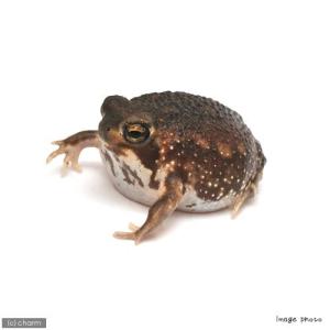 （両生類）アメフクラガエル　南アフリカ産　ＷＣ個体（２匹）　北海道・九州航空便要保温