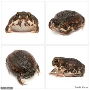 (両生類)アメフクラガエル WC個体(3匹)の詳細画像1