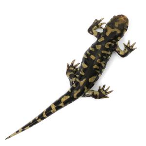 (両生類)一点物 オビタイガーサラマンダー W...の詳細画像1