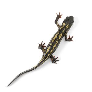 (両生類)一点物 オキナワシリケンイモリ 81...の詳細画像1