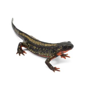 （両生類）一点物　オキナワシリケンイモリ　８１１０１７（１匹）