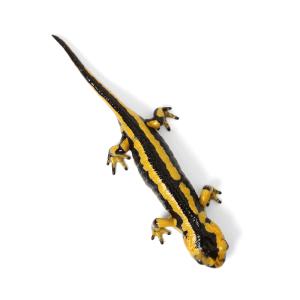 (両生類)一点物 イベリアファイアサラマンダー...の詳細画像1