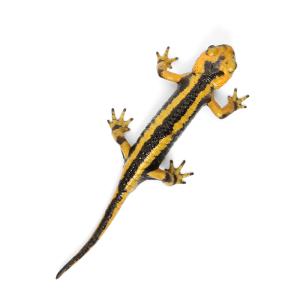 (両生類)一点物 イベリアファイアサラマンダー...の詳細画像1