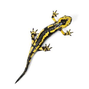 (両生類)一点物 イベリアファイアサラマンダー...の詳細画像1