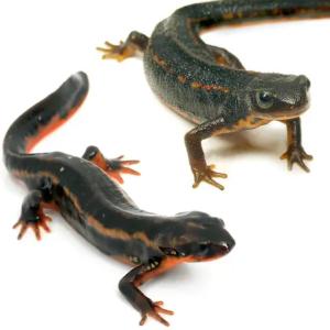 （両生類）シリケンイモリ２種セット（２匹）（各種１匹）　北海道・九州航空便要保温