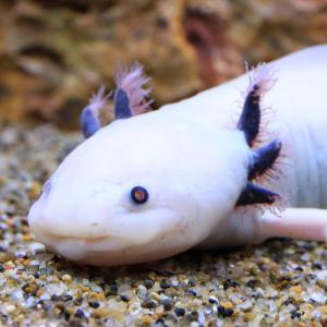 （両生類）一点物　ウーパールーパー　リューシスティック　アダルトサイズ　８１１０３６（１匹）　北海道航空便要保温