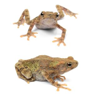 (両生類)マレーキノボリガマ CB個体(1匹)...の詳細画像1