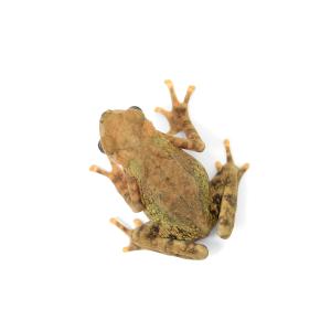 (両生類)マレーキノボリガマ CB個体(1匹)...の詳細画像2