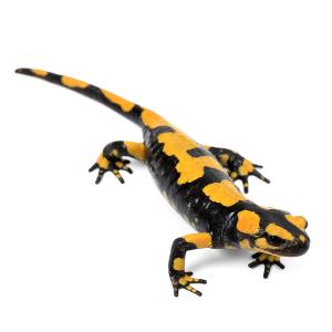 （両生類）一点物　イタリアファイアサラマンダー　８１１０４２　ＣＢ個体（１匹）　北海道・九州航空便要保温