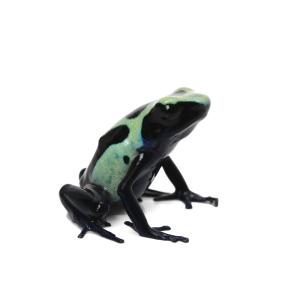 （両生類）アイゾメヤドクガエル　グリーン　シパリウィニ“ｇｒｅｅｎ　ｓｉｐａｌｉｗｉｎｉ”　ＣＢ個体（１匹）　北海道・九州航空便要保温