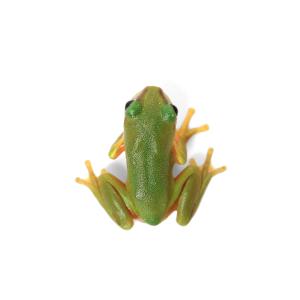 (両生類)一点物 ズキンアメガエル ベビーサイ...の詳細画像1