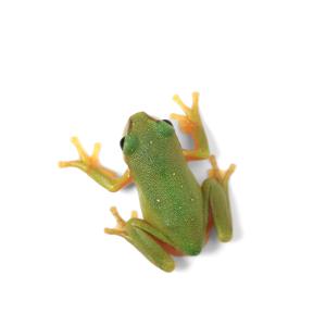 (両生類)一点物 ズキンアメガエル ベビーサイ...の詳細画像1