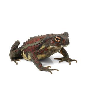 （両生類）一点物　ナガレヒキガエル　ＷＣ個体　レッド系　８１１２２３　（１匹）　北海道航空便要保温
