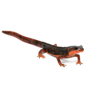 （両生類）一点物　アマミシリケンイモリ　メス　ＷＣ個体　８１１２３６（１匹）