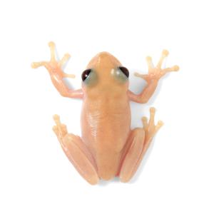 (両生類)一点物 イエアメガエル リューシステ...の詳細画像1