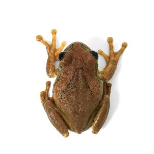 (両生類)一点物 ムシクイオオクサガエル WC...の詳細画像1