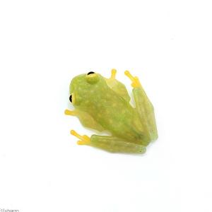 (両生類)フライシュマンアマガエルモドキ CB...の詳細画像1