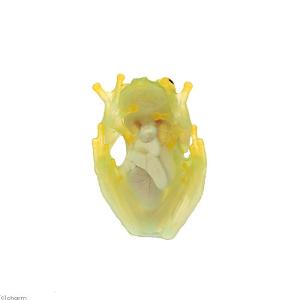(両生類)フライシュマンアマガエルモドキ CB...の詳細画像2