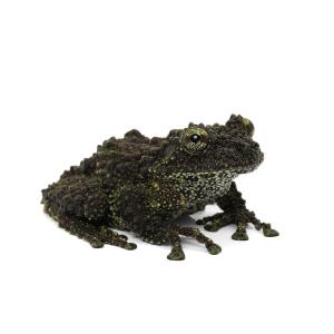 (両生類)一点物 ベトナムコケガエル WC個体 ...の商品画像