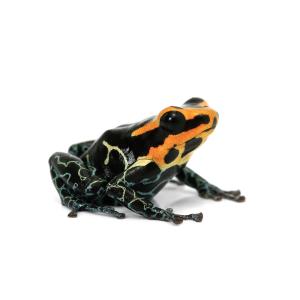 （両生類）一点物　ファンタスティカヤドクガエル　ローランド“ｌｏｗｌａｎｄｓ”　ＣＢ個体　８１１３３６　（１匹）