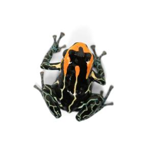 (両生類)一点物 ファンタスティカヤドクガエル...の詳細画像1