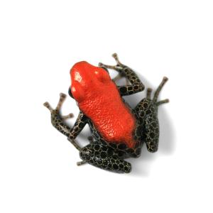 (両生類)一点物 レティキュラータヤドクガエル...の詳細画像1