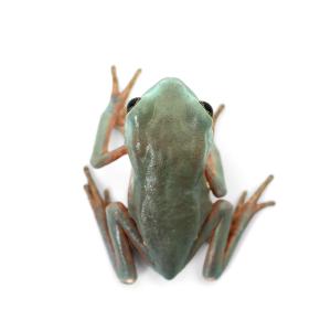 (両生類)ソバージュネコメガエル Sサイズ C...の詳細画像2