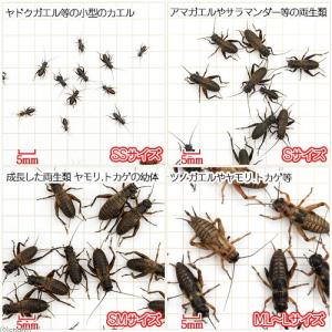 (生餌)死着保証なし フタホシコオロギ L 約...の詳細画像1