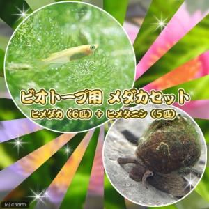 (めだか)ビオトープ用 メダカ初心者セット ヒメ...の商品画像