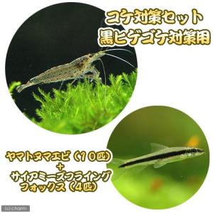 （熱帯魚）（エビ）コケ対策セット　黒髭ゴケ対策　ヤマトヌマエビ（１０匹）＋サイアミーズフライングフォックス（４匹）　北海道・九州航空便要保温｜チャーム charm ヤフー店