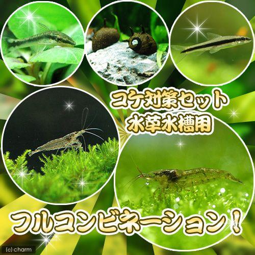 （エビ・貝）コケ対策セット　水草水槽用　フルコンビネーション