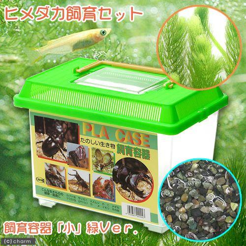 （めだか）ヒメダカ飼育セット（飼育容器　小　緑（２２５×１５０×１６５ｍｍ）Ｖｅｒ．）　説明書付　本...