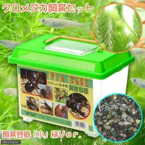 チャーム（charm） （めだか）ヒメダカ飼育セット（飼育容器 小 緑