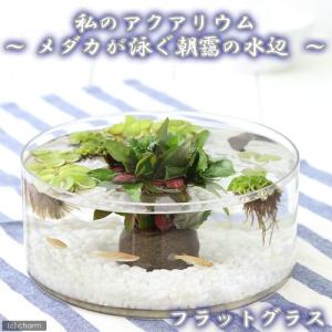 （めだか）私のアクアリウム　〜メダカが泳ぐ