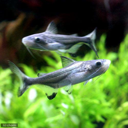 （熱帯魚）パールン（１匹）　北海道・九州航空便要保温