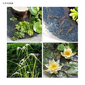 (ビオトープ)益子焼彩古信楽メダカ鉢隠れ家付ビ...の詳細画像1
