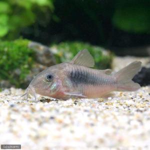 コリドラス 熱帯魚 エビ他 チャーム Charm Paypayモール店 通販 Paypayモール