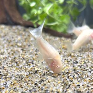 (熱帯魚)コリドラス・アエネウス アルビノ(5...の詳細画像1