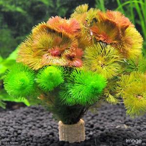 （水草）メダカ・金魚藻　ライフマルチ（茶）カボンバミックス（１個）