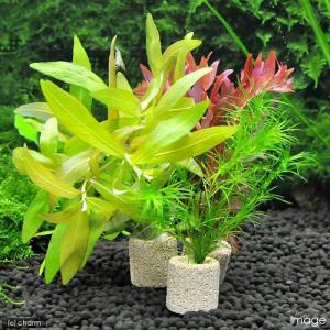 （水草）ライフマルチ（茶）おまかせ水草１種（水中葉）（無農薬）（３個）