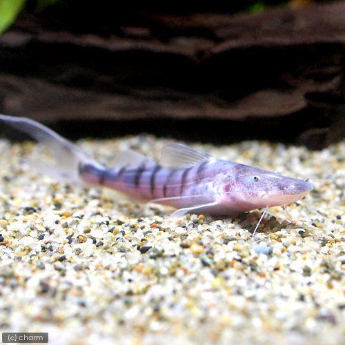 （熱帯魚）ゼブラ・キャット　ペルー（１匹）　北海道・九州航空便要保温