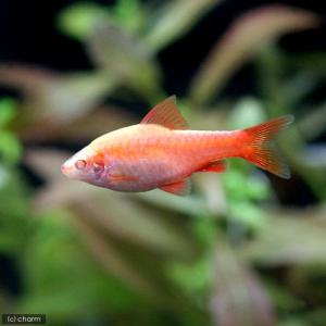 （熱帯魚）アルビノチェリー・バルブ　ピュアレッド（３匹）　北海道・九州航空便要保温